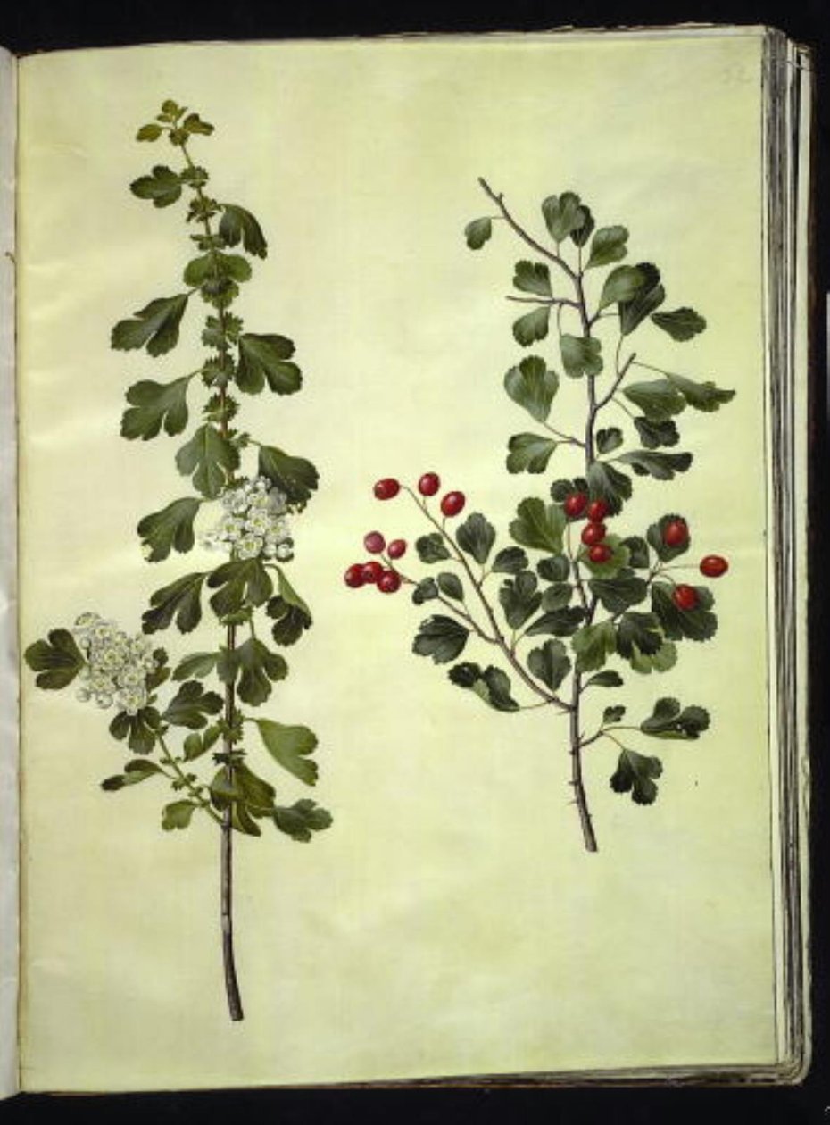 Crataegus laevigata (الزعرور الشائع) بواسطة هانز سيمون هولتزبيكر