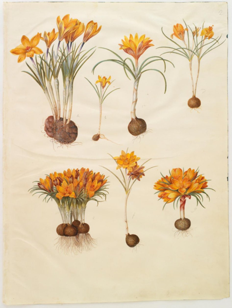 الزعفران angustifolius (البلقان الزعفران) بواسطة هانز سيمون هولتزبيكر