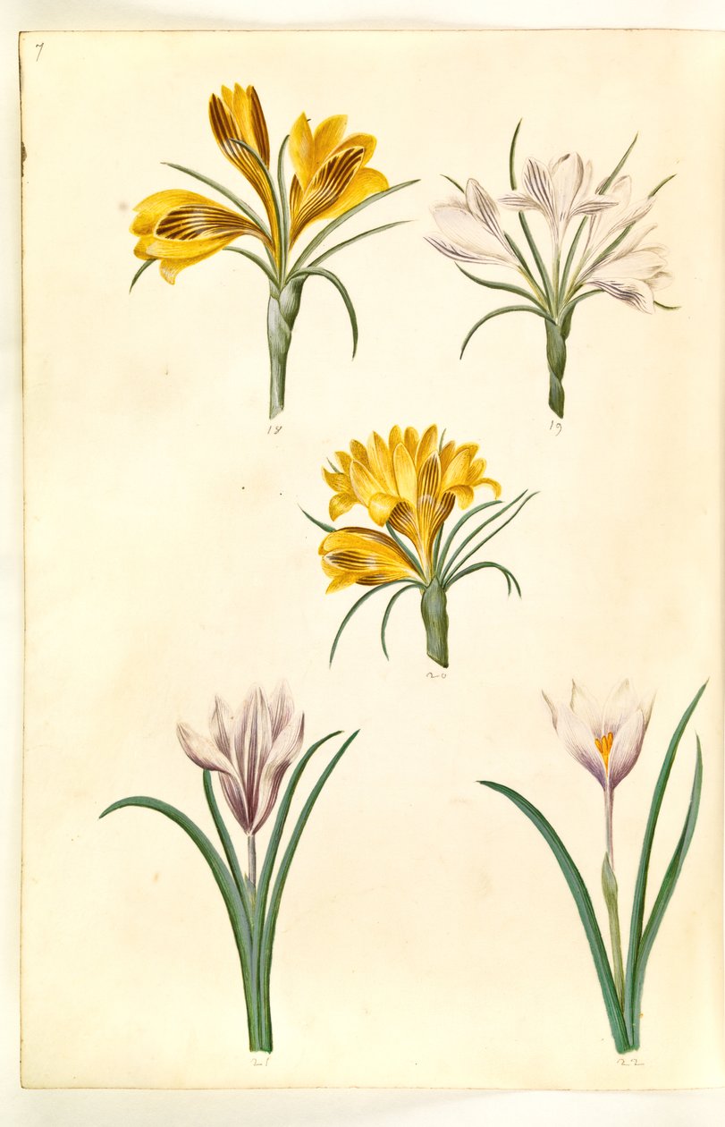 الزعفران أنجستيفوليوس (البلقان كروكس) ؛ الزعفران المبرقشة (alpe-krokus) ؛ الزعفران vernus (؟) (vår-krokus) بواسطة هانز سيمون هولتزبيكر