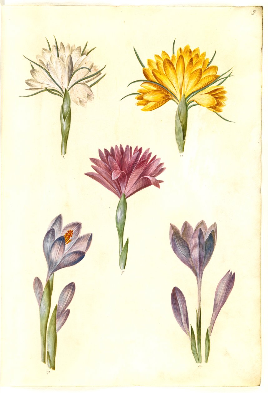 زعفران الربيع (vår-krokus) ؛ الزعفران الضيق (زعفران البلقان) ؛ Bulbocodium vernum (؟) (vår-lysblomst) بواسطة هانز سيمون هولتزبيكر