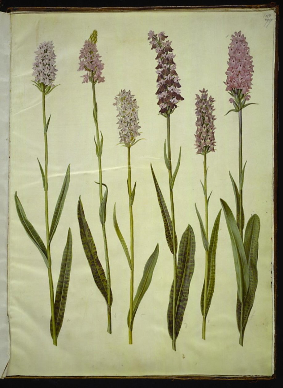 Dactylorhiza maculata (عشبة الوقواق المبقعة) بواسطة هانز سيمون هولتزبيكر