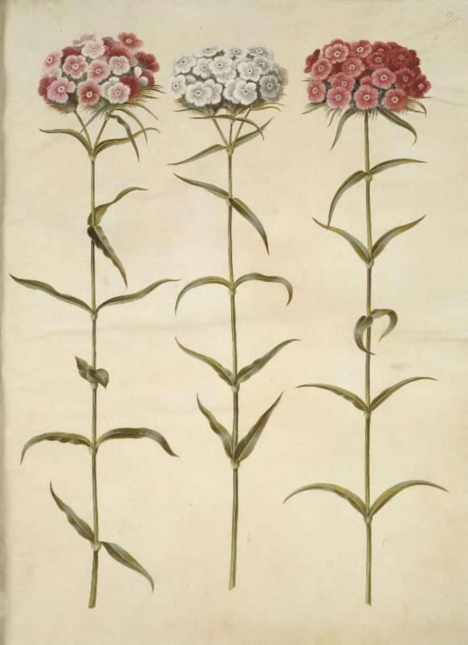 Dianthus barbatus (قرنفل الطالب) بواسطة هانز سيمون هولتزبيكر