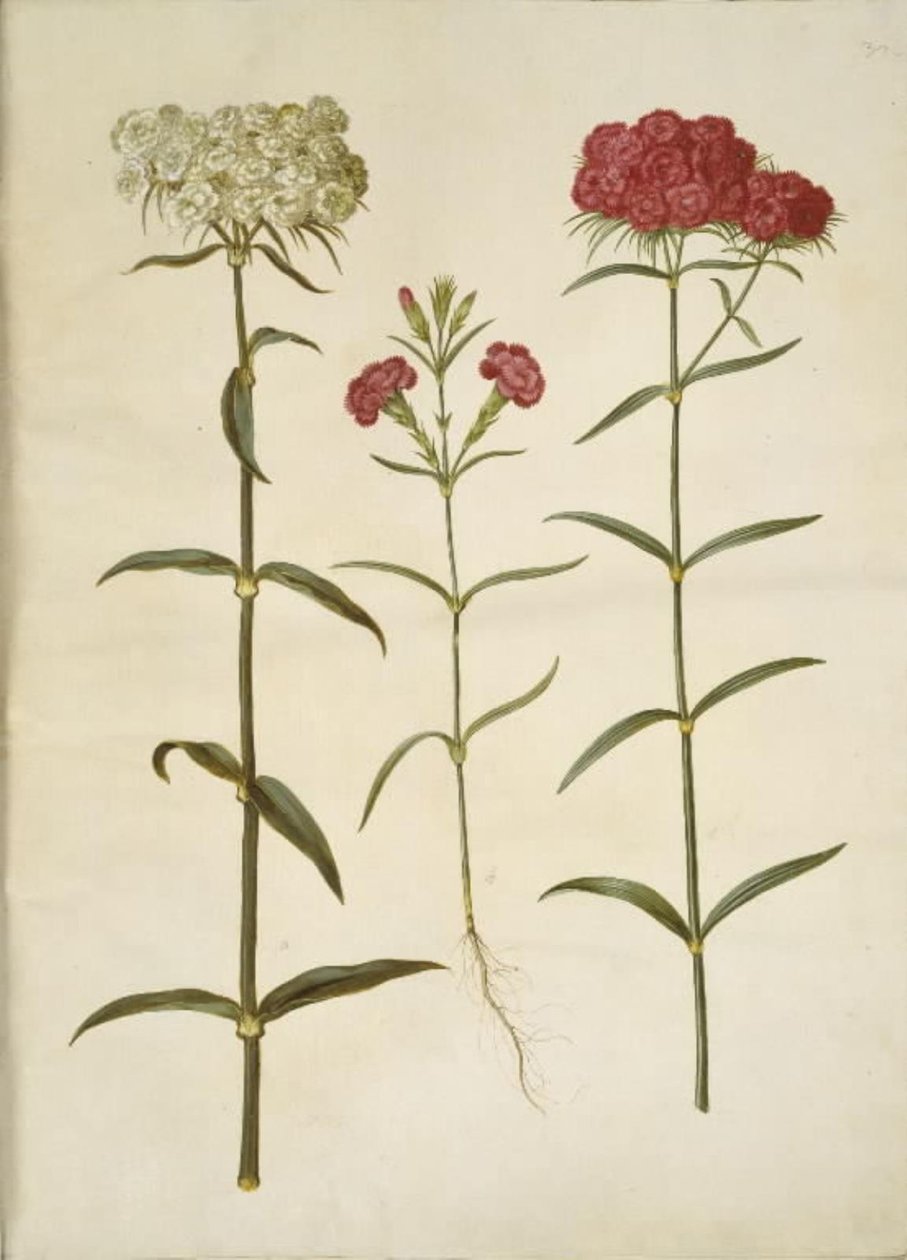 Dianthus barbatus (قرنفل الطالب) ؛ Dianthus (أنواع القرنفل) بواسطة هانز سيمون هولتزبيكر