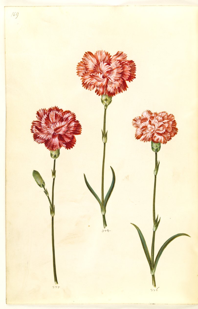 Dianthus caryophyllus (قرنفل الحديقة) بواسطة هانز سيمون هولتزبيكر