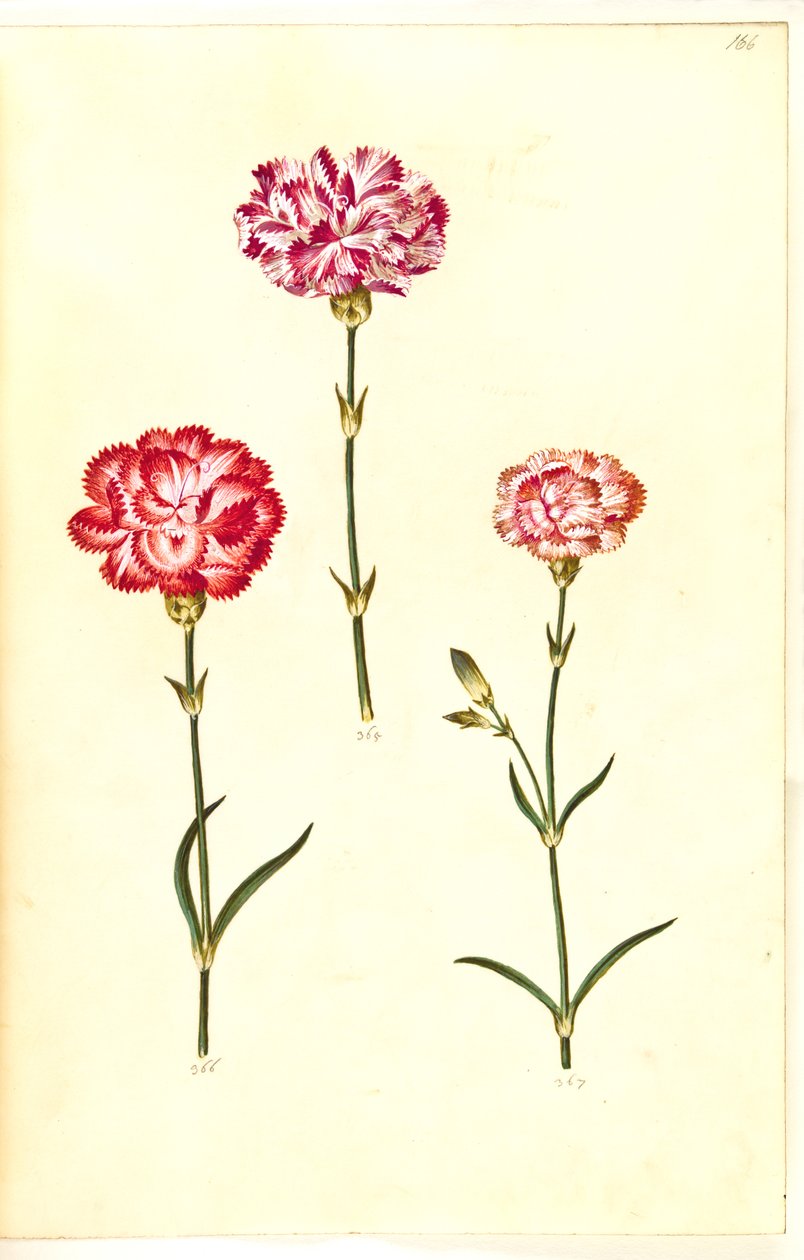 Dianthus caryophyllus (قرنفل الحديقة) بواسطة هانز سيمون هولتزبيكر
