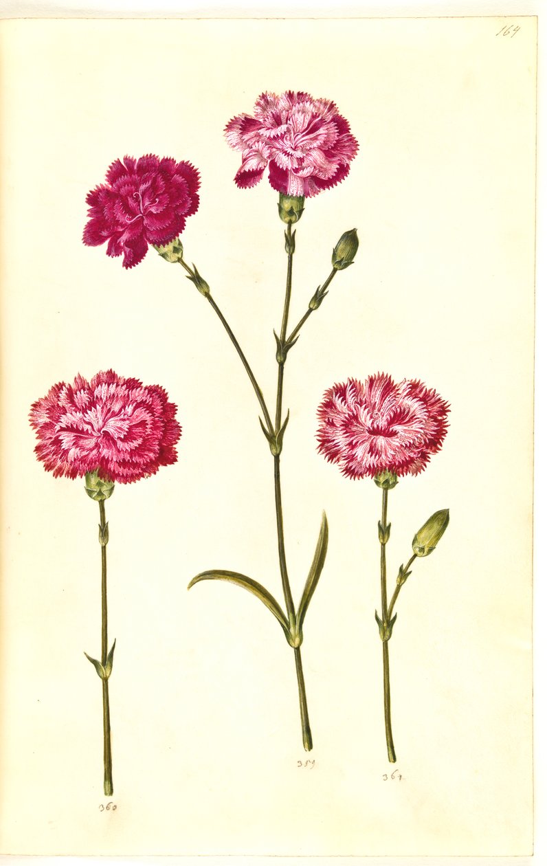 Dianthus caryophyllus (قرنفل الحديقة) بواسطة هانز سيمون هولتزبيكر