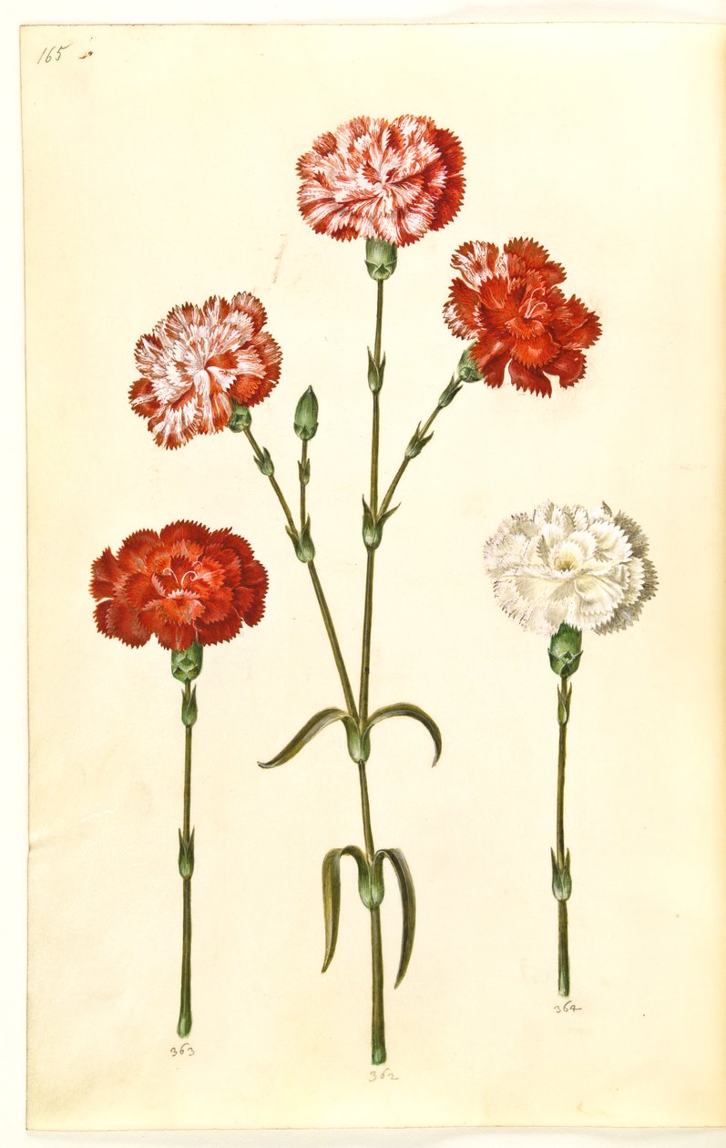 Dianthus caryophyllus (قرنفل الحديقة) بواسطة هانز سيمون هولتزبيكر