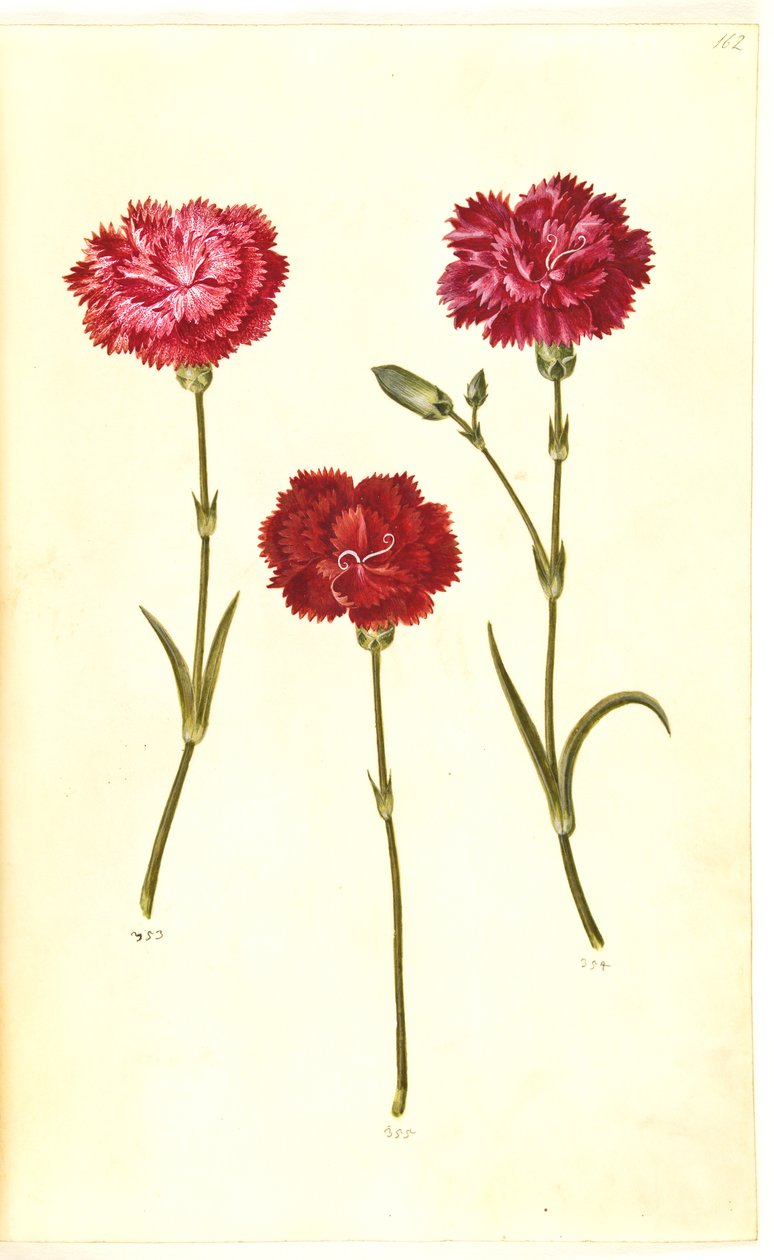 Dianthus caryophyllus (قرنفل الحديقة) بواسطة هانز سيمون هولتزبيكر