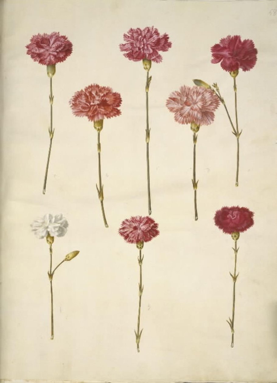 Dianthus caryophyllus (قرنفل الحديقة) بواسطة هانز سيمون هولتزبيكر