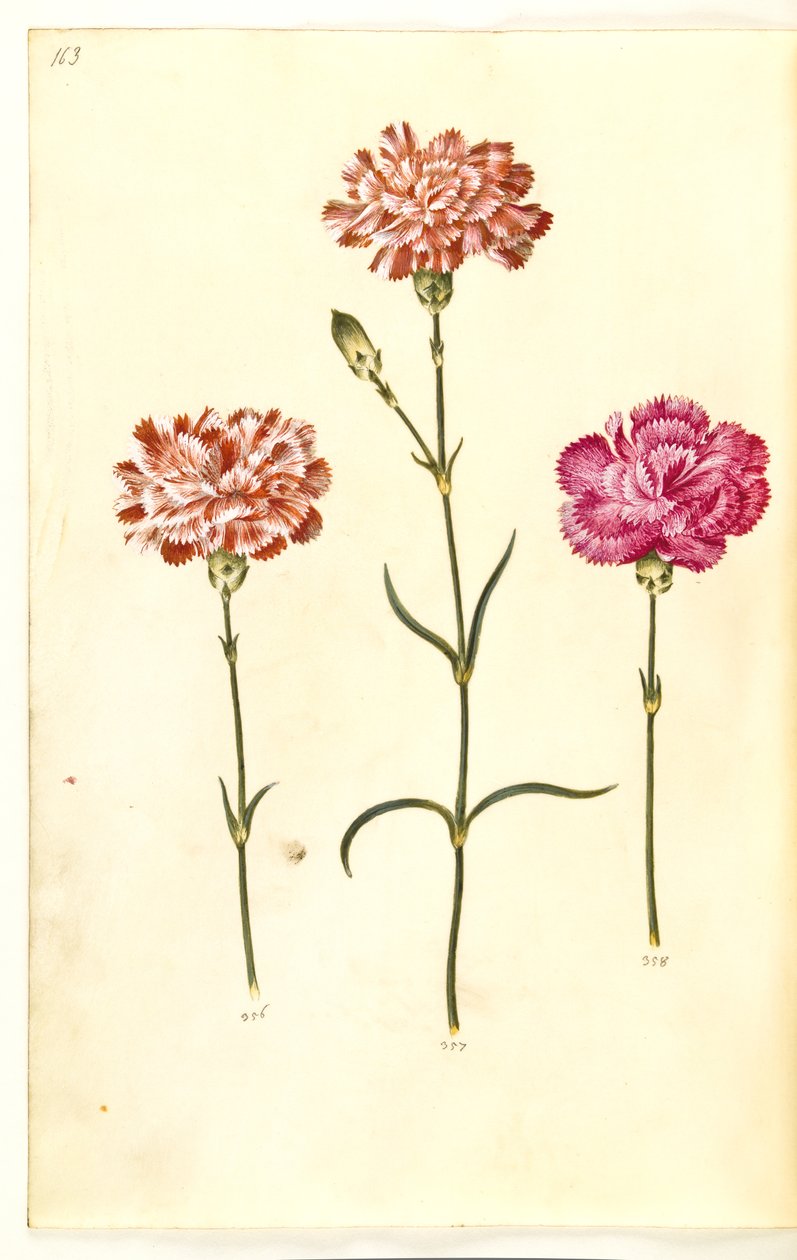 Dianthus caryophyllus (قرنفل الحديقة) بواسطة هانز سيمون هولتزبيكر