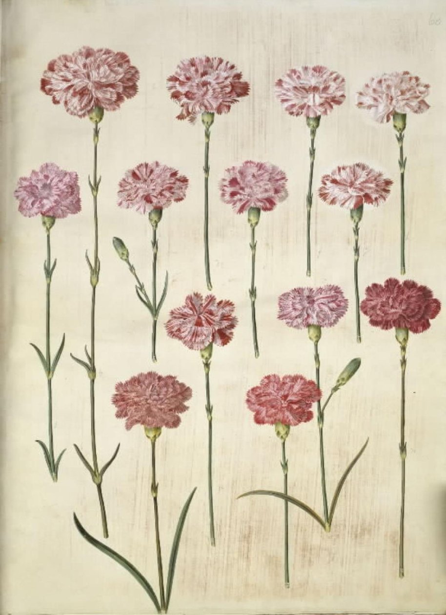 Dianthus caryophyllus (قرنفل الحديقة) بواسطة هانز سيمون هولتزبيكر