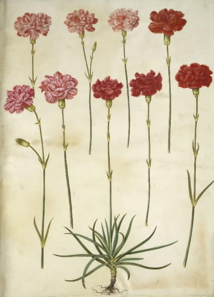 Dianthus caryophyllus (قرنفل الحديقة) بواسطة هانز سيمون هولتزبيكر