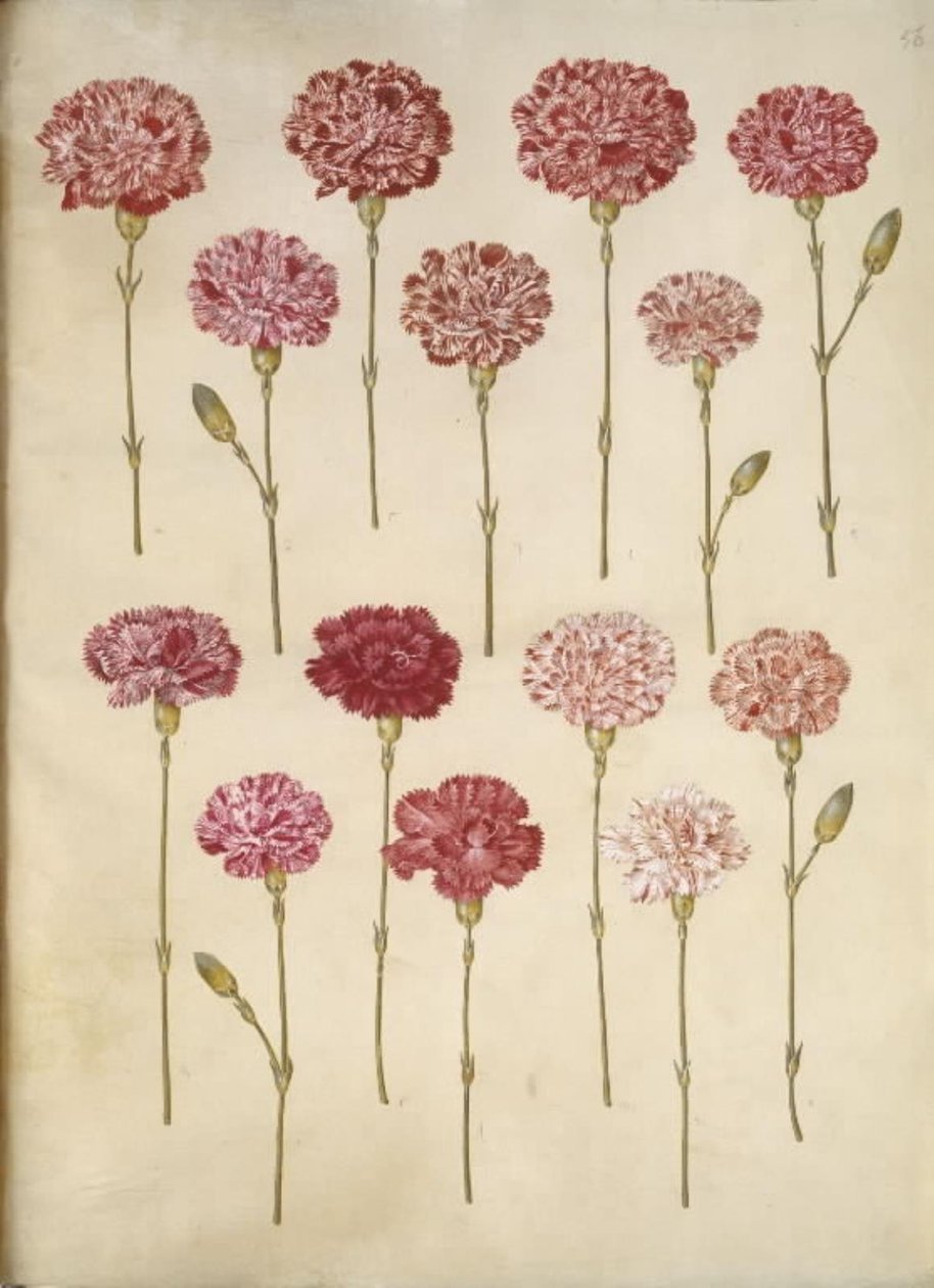 Dianthus caryophyllus (قرنفل الحديقة) بواسطة هانز سيمون هولتزبيكر