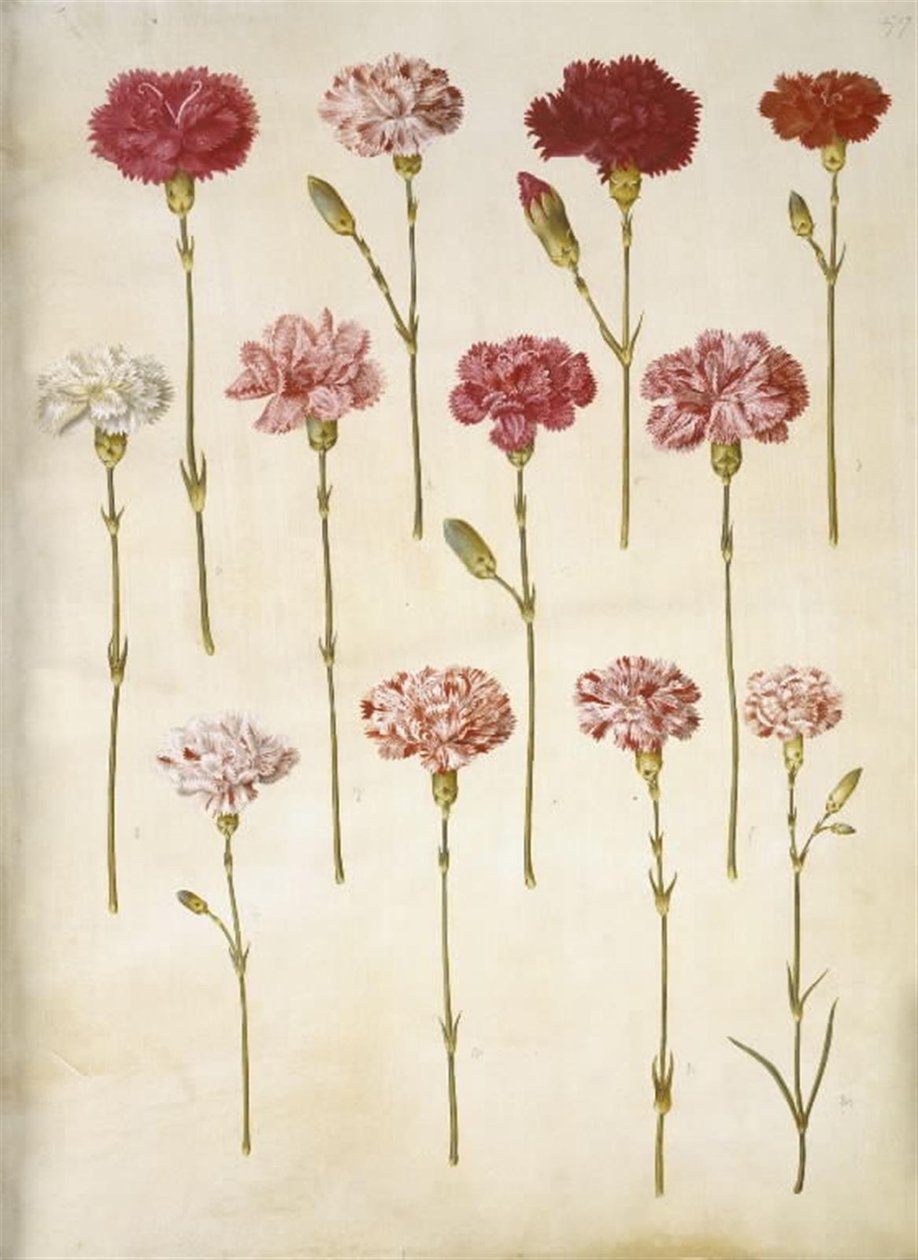 Dianthus caryophyllus (قرنفل الحديقة) بواسطة هانز سيمون هولتزبيكر