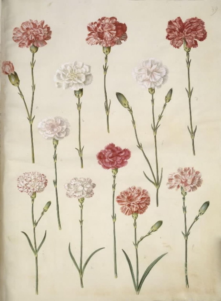 Dianthus caryophyllus (قرنفل الحديقة) بواسطة هانز سيمون هولتزبيكر