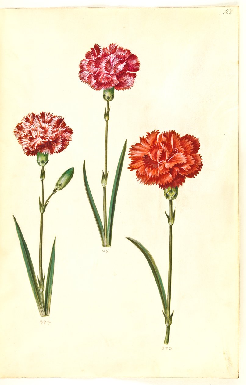 Dianthus caryophyllus (قرنفل الحديقة) بواسطة هانز سيمون هولتزبيكر