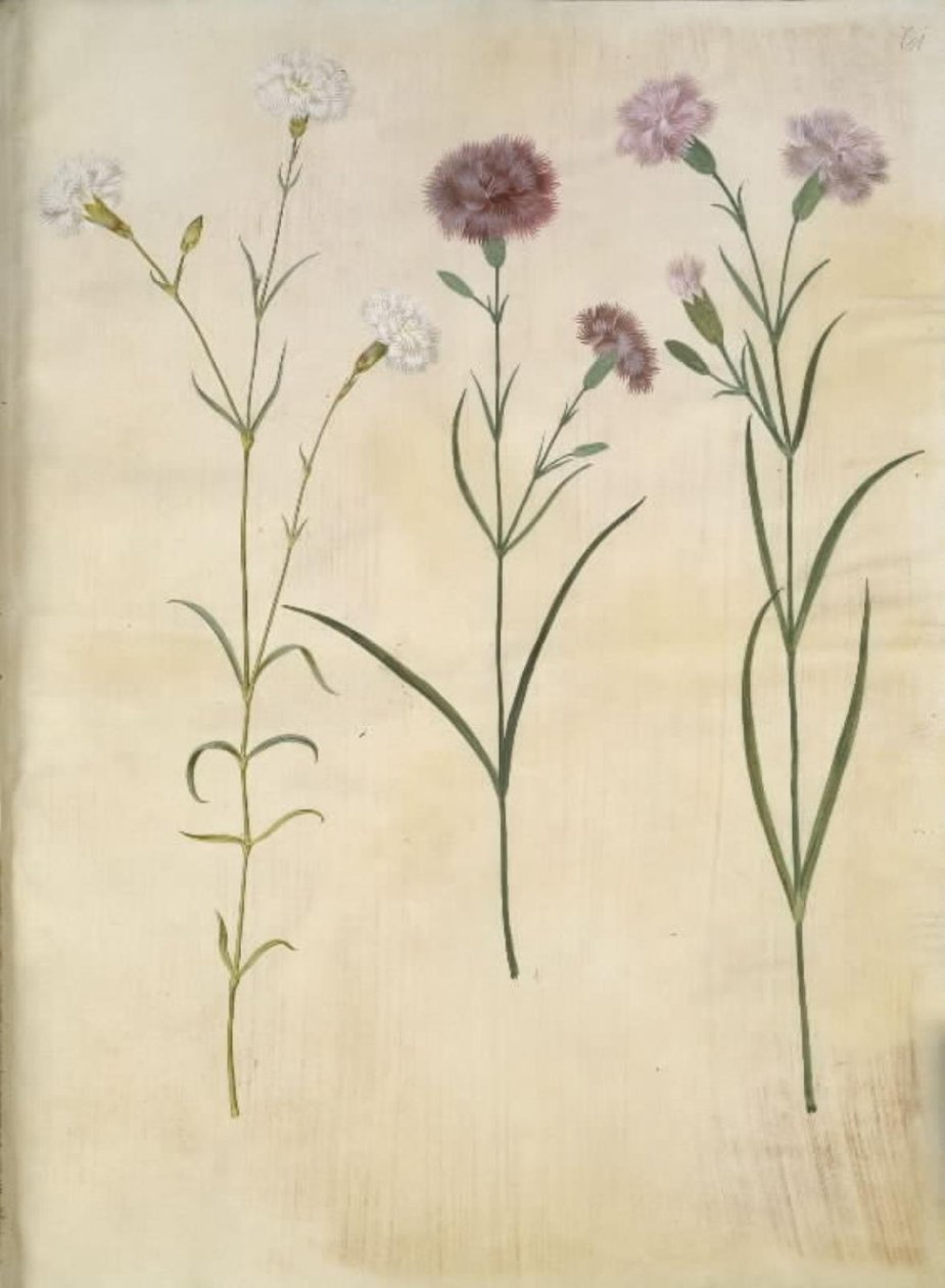 Dianthus plumarius (قرنفل الريش) بواسطة هانز سيمون هولتزبيكر