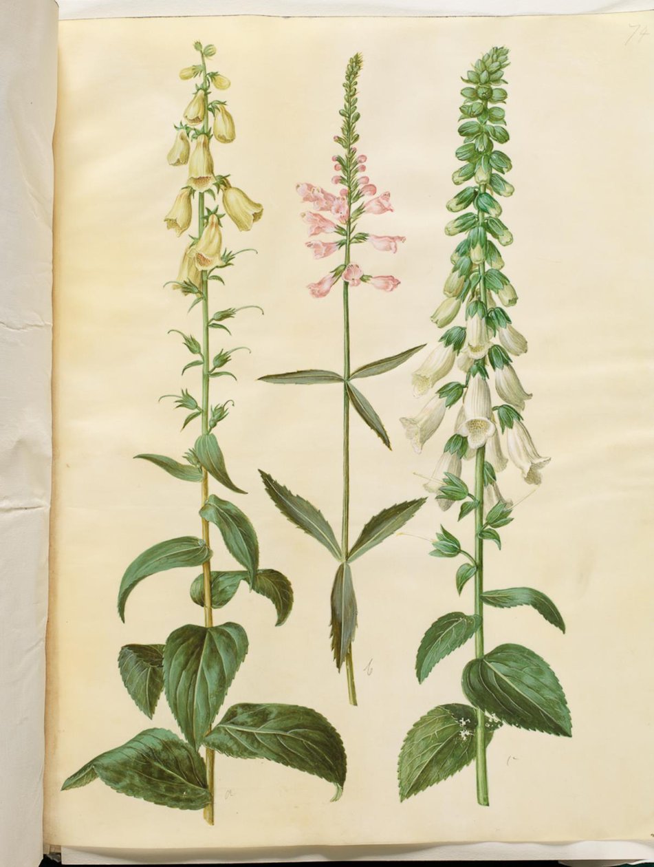 ديجيتال غراندفلورا (قفاز ثعلب كبير مزهر) ؛ Physostegia virginiana (Physostegia virginiana) ؛ ديجيتال بوربوريا (الديجيتال الشائع) بواسطة هانز سيمون هولتزبيكر