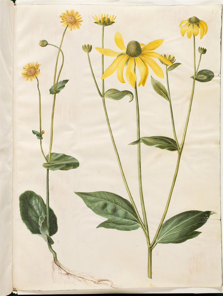 Doronicum pardalianches (hjertebladet gemserod) ؛ Rudbeckia laciniata (fliget solhat) بواسطة هانز سيمون هولتزبيكر