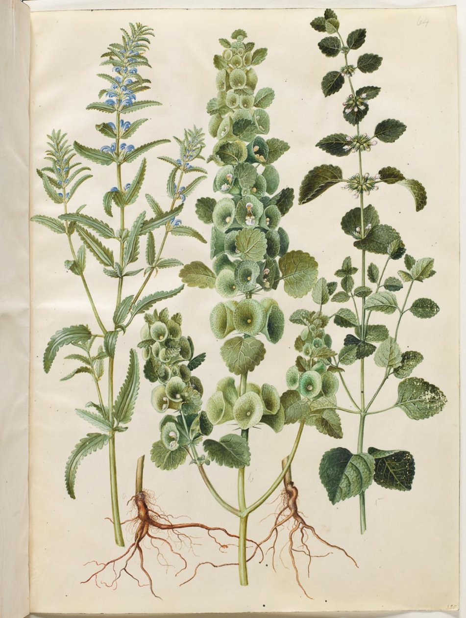 Dracocephalum moldavica (رأس التنين المولدافي) ؛ مولوكيلا سبينوزا (كوب قمع برج) ؛ ميليسا أوفيسيناليس (بلسم الليمون) بواسطة هانز سيمون هولتزبيكر