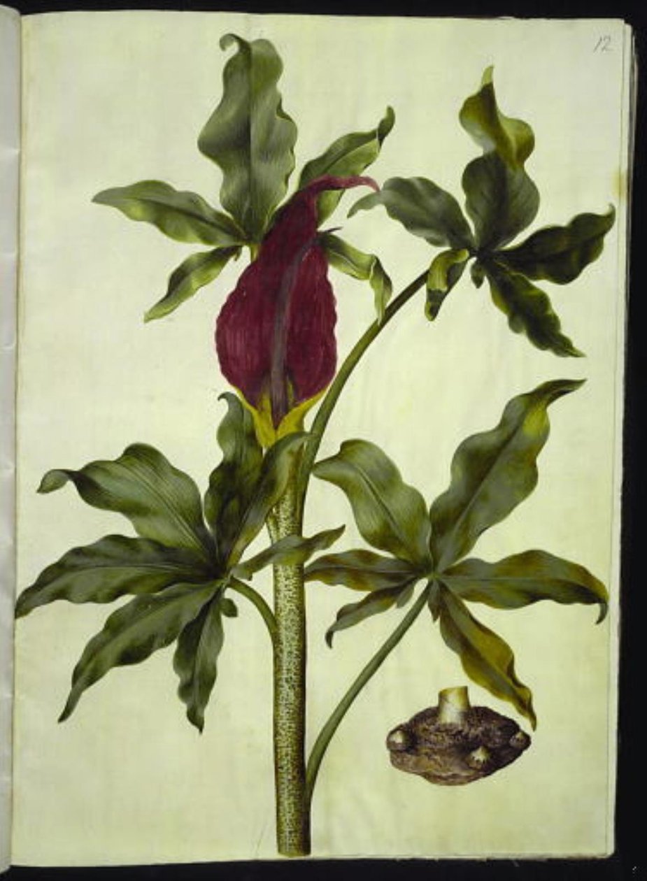 Dracunculus vulgaris (جذر التنين الشائع) بواسطة هانز سيمون هولتزبيكر