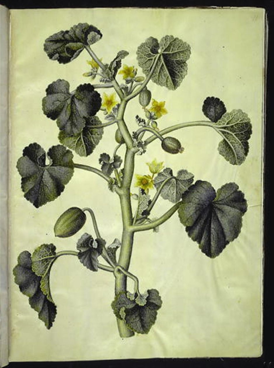 Ecballium elaterium بواسطة هانز سيمون هولتزبيكر