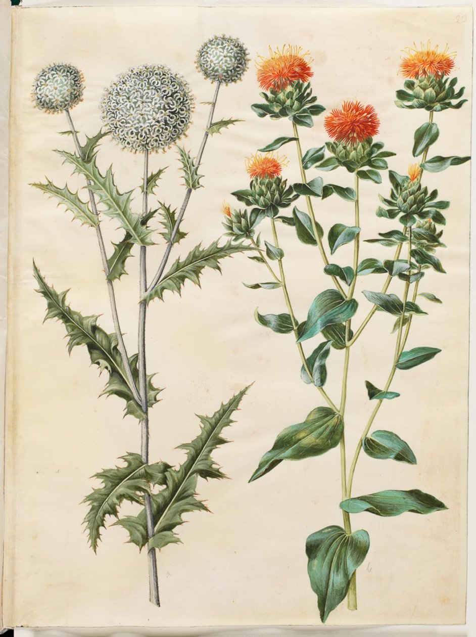 Echinops sphaerocephalus (almindelig tidselkugle) ؛ صبغ القرطم (جول سافلورتيدسيل) بواسطة هانز سيمون هولتزبيكر