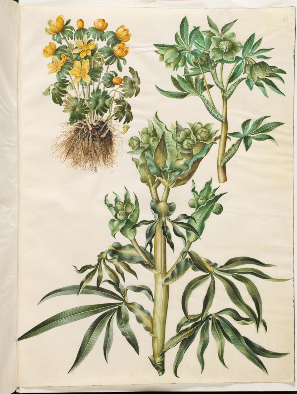 إيرانثيس شتاء (كان) ؛ Green Helleborus (Grøn nyserod) ؛ هيليبوروس ستينكوس (نيزرود نتن) بواسطة هانز سيمون هولتزبيكر