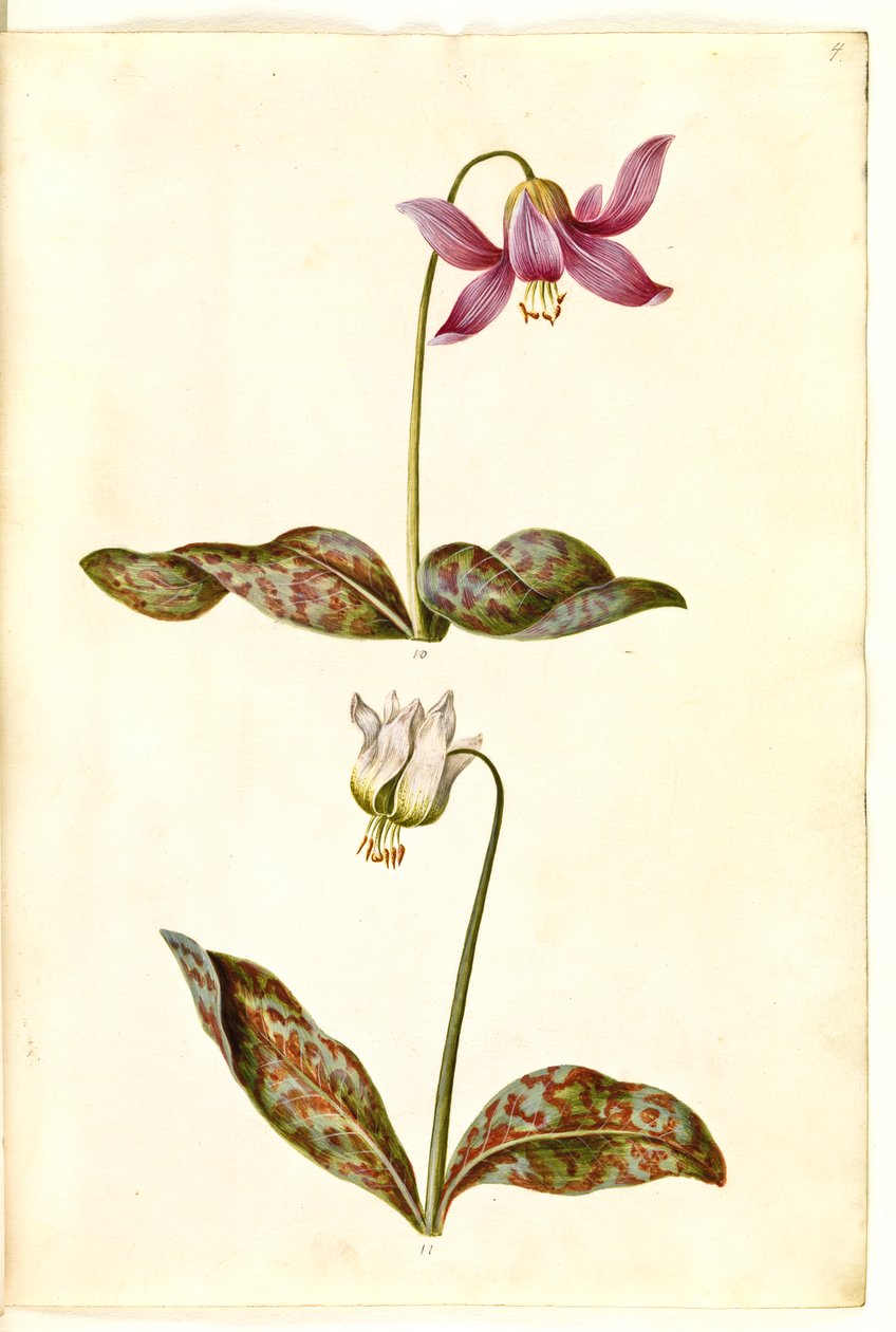Erythronium dens-canis (سن الكلب الحقيقي) بواسطة هانز سيمون هولتزبيكر
