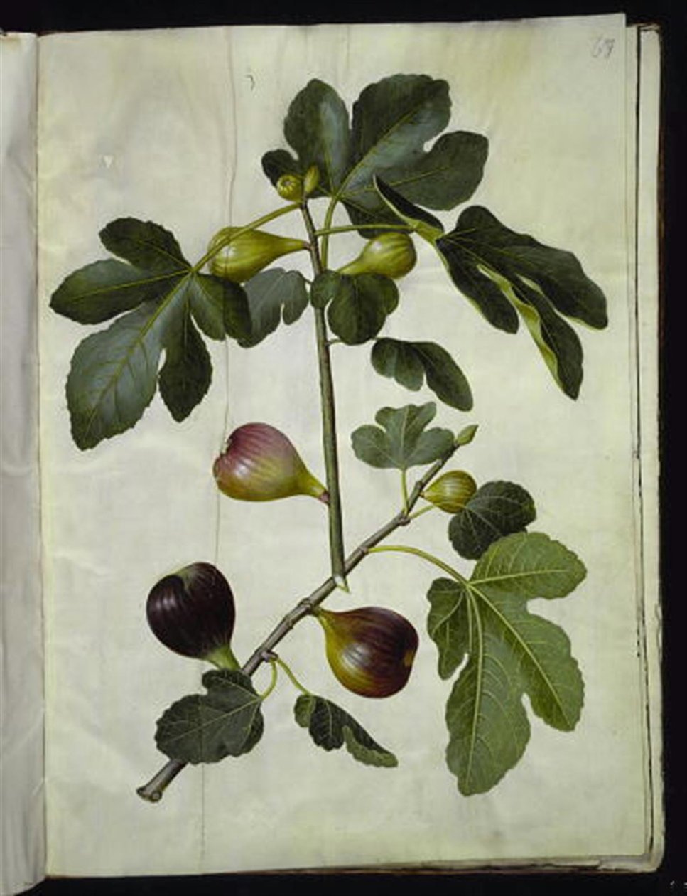 Ficus carica (التين الشائع) بواسطة هانز سيمون هولتزبيكر