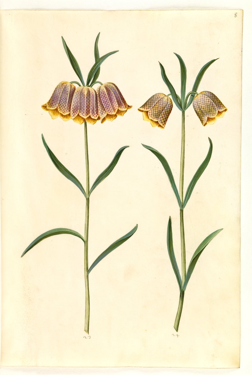 Fritillaria Meleagris (بيض الأفعى الشائعة) بواسطة هانز سيمون هولتزبيكر