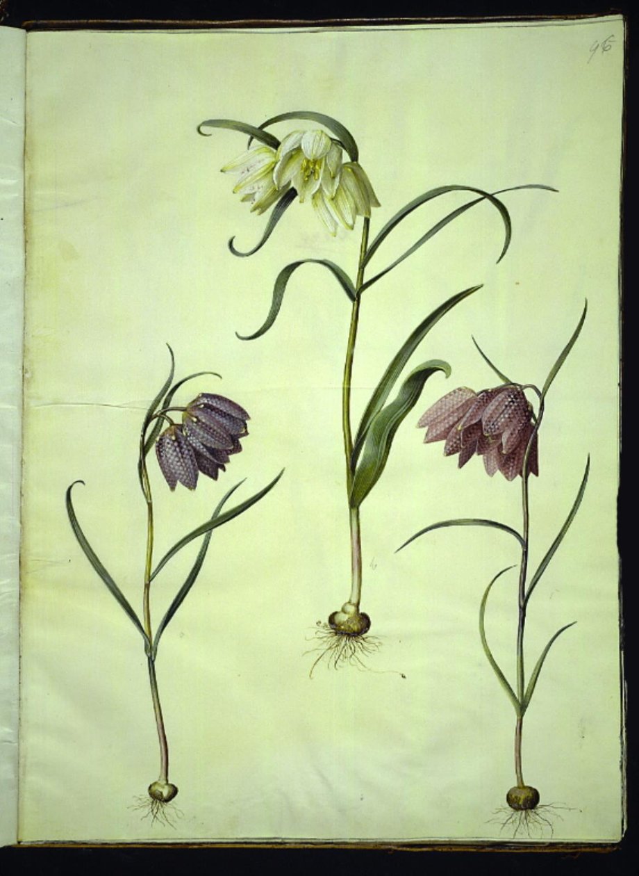 Fritillaria Meleagris (بيض الأفعى الشائعة) بواسطة هانز سيمون هولتزبيكر