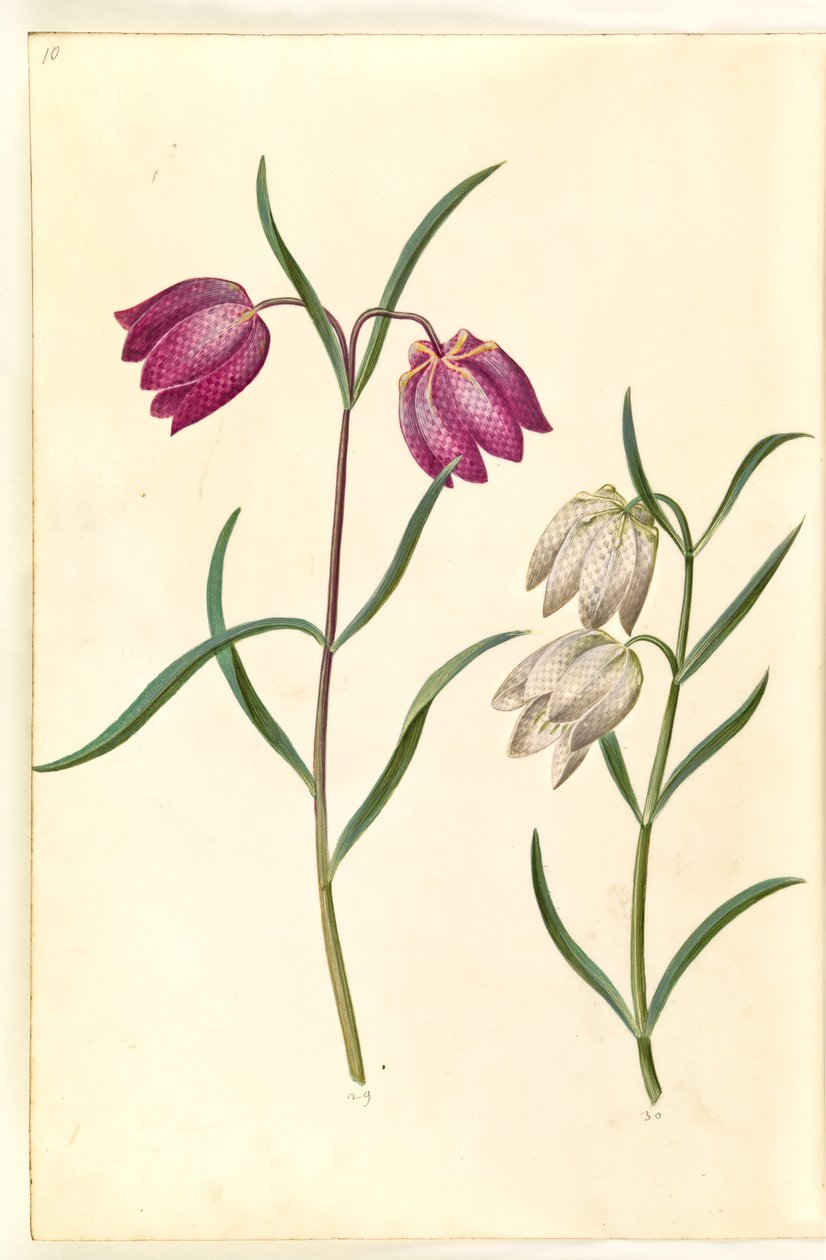 Fritillaria Meleagris (بيض الأفعى الشائعة) بواسطة هانز سيمون هولتزبيكر