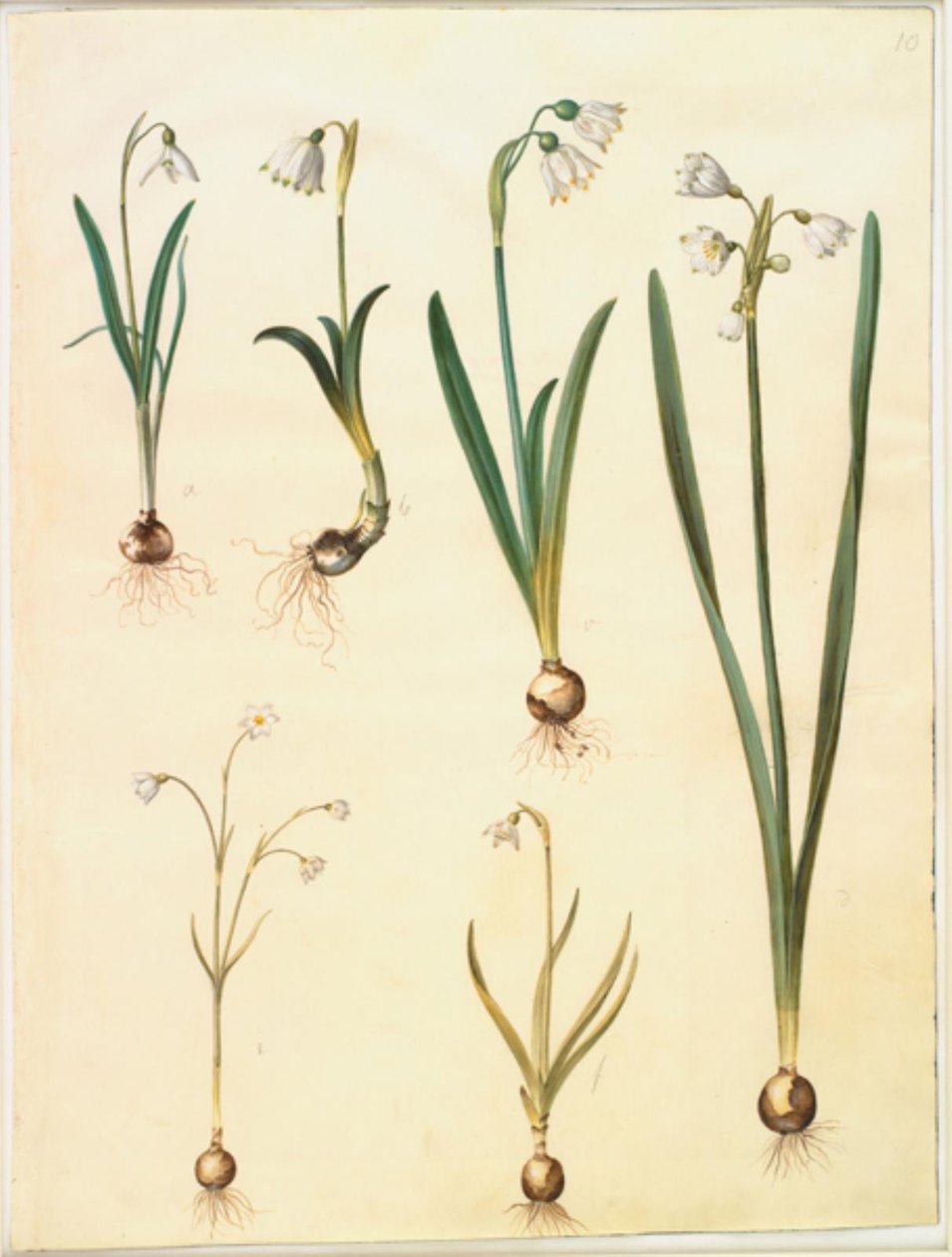 Galanthus nivalis (قطرة الثلج الشائعة) ؛ Leucojum vernum (Dorotea lily) ؛ Leucojum aestivum (البرقوق الصيفي) ؛ Leucojum autumnale (خريفي أبيض برقوق) بواسطة هانز سيمون هولتزبيكر