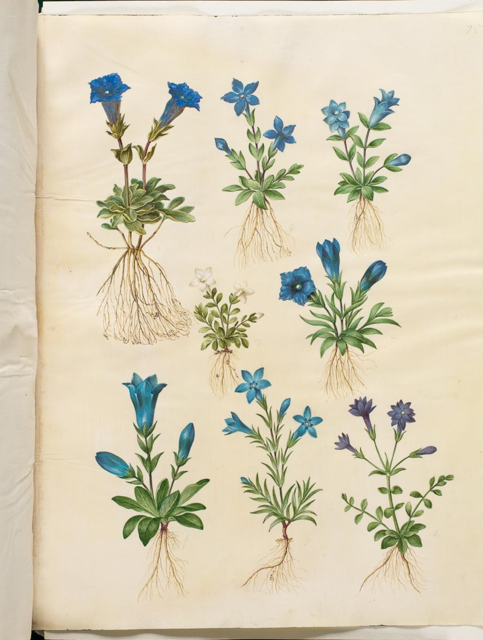 Gentiana acaulis (الجنطيانا غير الجذعية) ؛ جينتيانا فيرنا (الجنطيانا الربيعية) ؛ Gentiana acaulis (الجنطيانا غير الجذعية) ؛ الجنتيانا (أنواع الجنطيانا) بواسطة هانز سيمون هولتزبيكر
