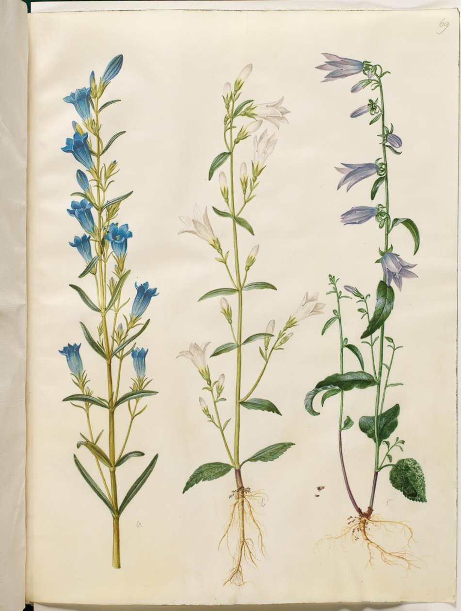 Gentiana pneumonanthe (جرس الجنطيانا) ؛ جريس باتولا (مرج الجرس) ؛ كامبانولا رابونكولويدس (جرس من جانب واحد) بواسطة هانز سيمون هولتزبيكر
