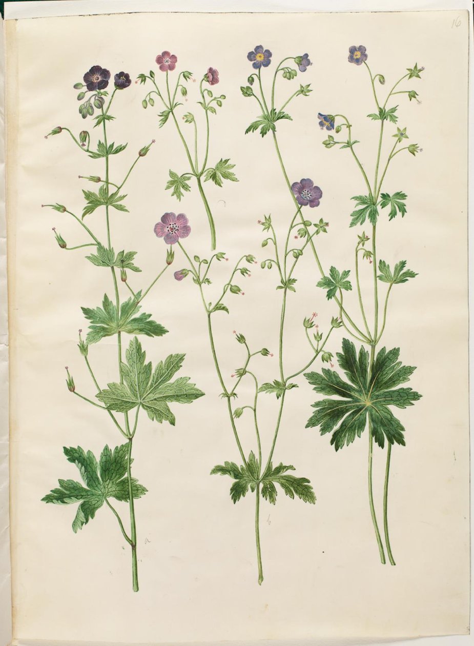 إبرة الراعي (منقار اللقلق الموجي) ؛ Geranium sylvaticum (منقار اللقلق الخشبي) بواسطة هانز سيمون هولتزبيكر
