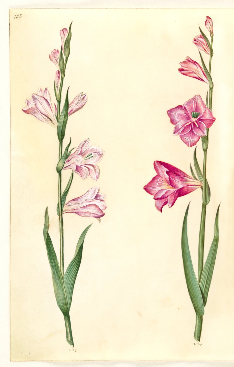 Gladiolus communis (الزنبق المشترك) بواسطة هانز سيمون هولتزبيكر