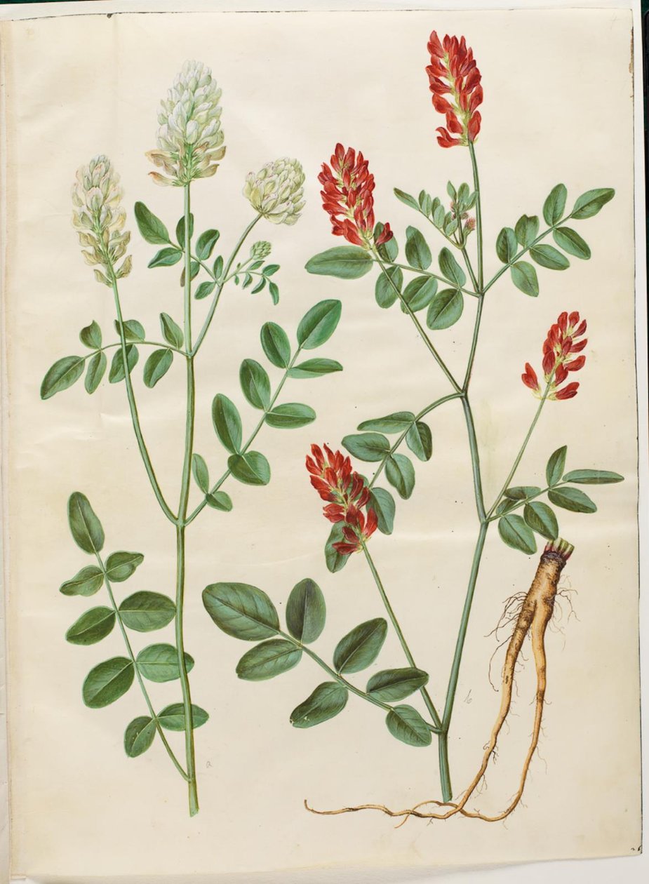 Hedysarum Coronarium (البرسيم الأحمر) بواسطة هانز سيمون هولتزبيكر