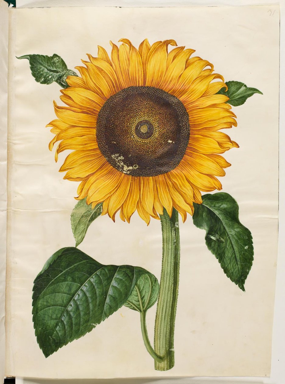 Helianthus annuus (عباد الشمس الشائع) بواسطة هانز سيمون هولتزبيكر