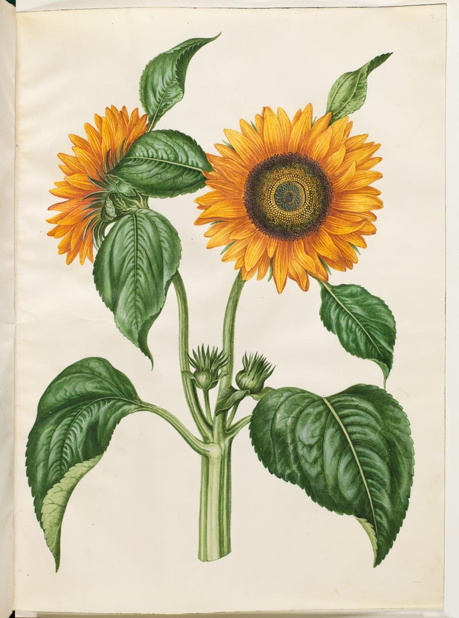 Helianthus annuus (عباد الشمس الشائع) بواسطة هانز سيمون هولتزبيكر