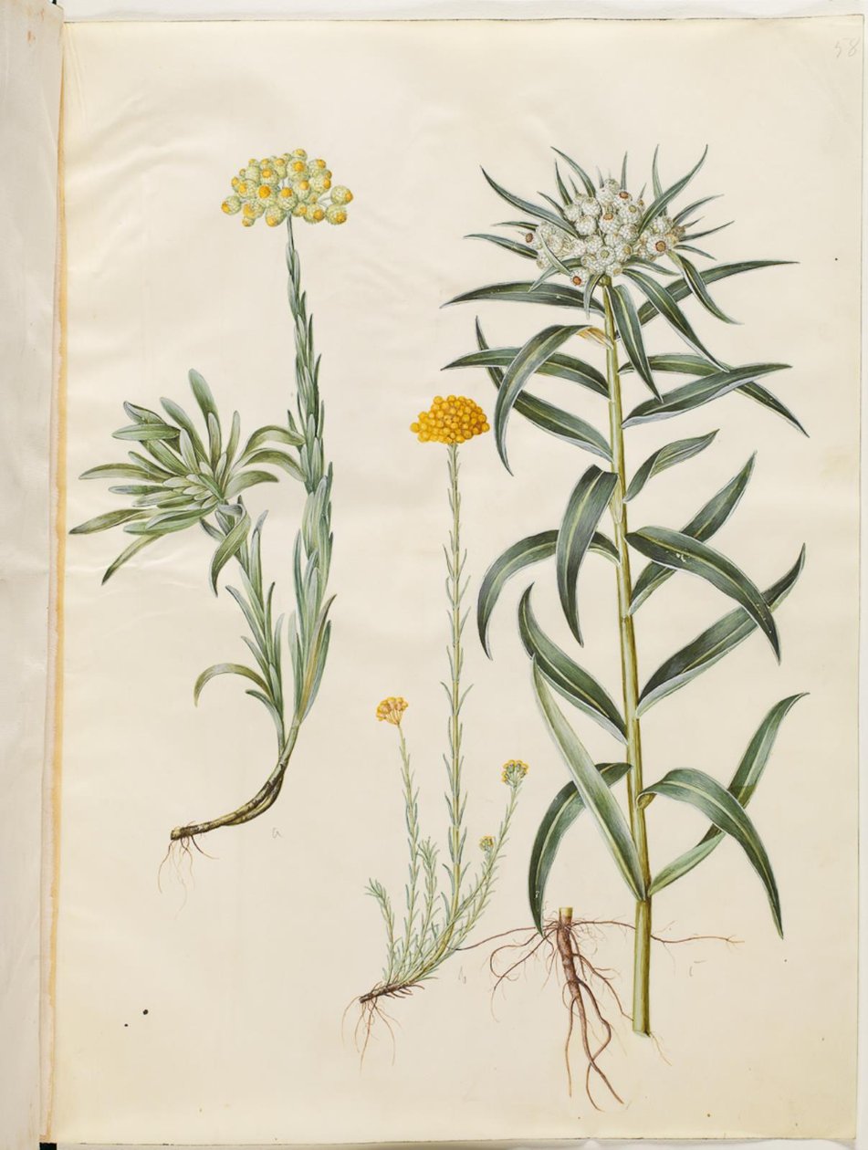 Helichrysum orientale (شجيرة أبدية) ؛ Helichrysum Stoechas (زهرة أبدية نتنة) ؛ Anaphalis margaritacea (سلة اللؤلؤ الشائعة) بواسطة هانز سيمون هولتزبيكر