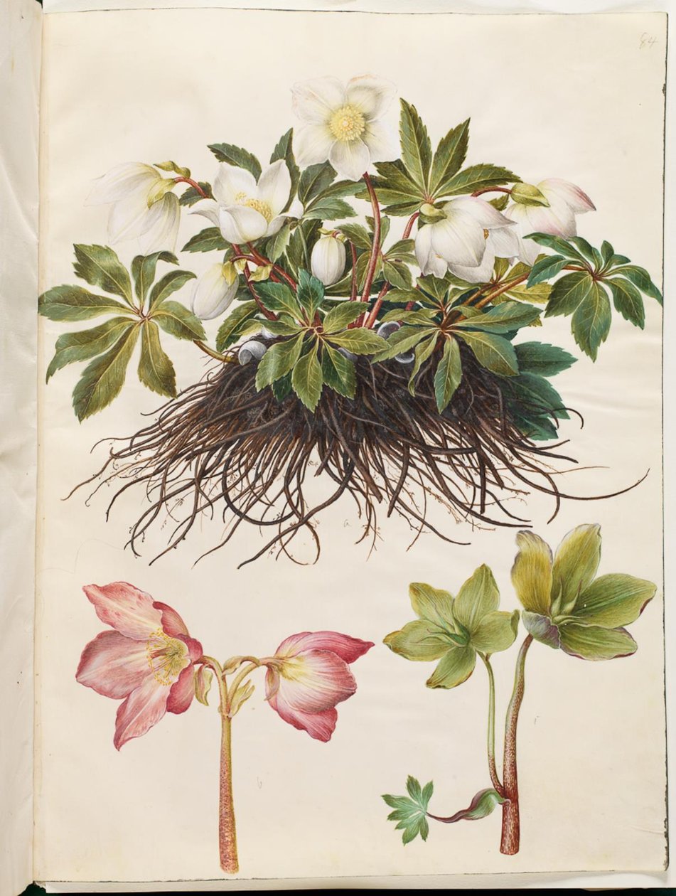 النيجر Helleborus (وردة عيد الميلاد المشتركة) بواسطة هانز سيمون هولتزبيكر