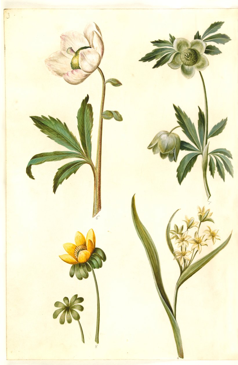 النيجر Helleborus (وردة عيد الميلاد المشتركة) ؛ إيرانثيس هيماليس (حديقة إيرانتيس) ؛ Gagea lutea (نجمة ذهبية مشتركة) بواسطة هانز سيمون هولتزبيكر