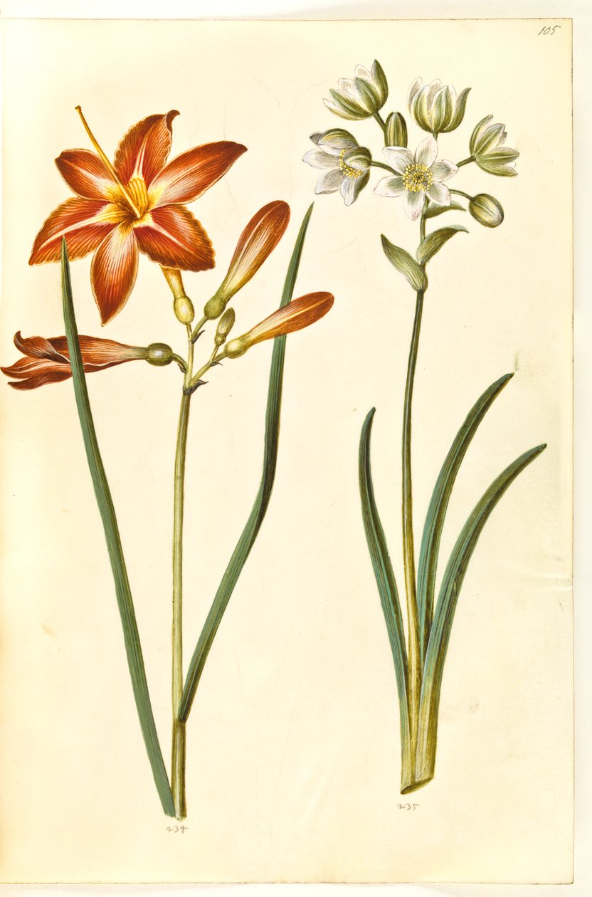 Hemerocallis fulva (برون داليجي) ؛ Ornithogalum arabicum (mælkestjerne) بواسطة هانز سيمون هولتزبيكر