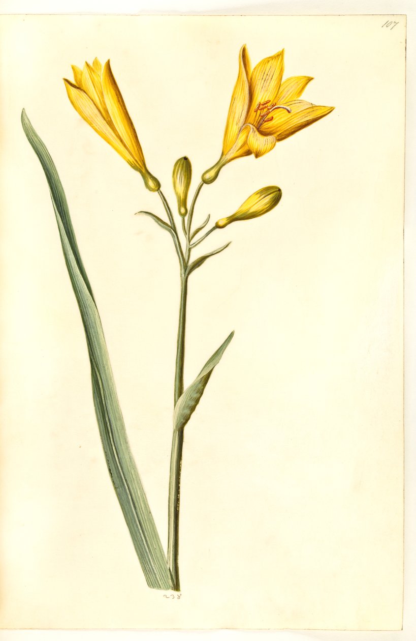 Hemerocallis lilioasphodelus (جول دجليلي) بواسطة هانز سيمون هولتزبيكر