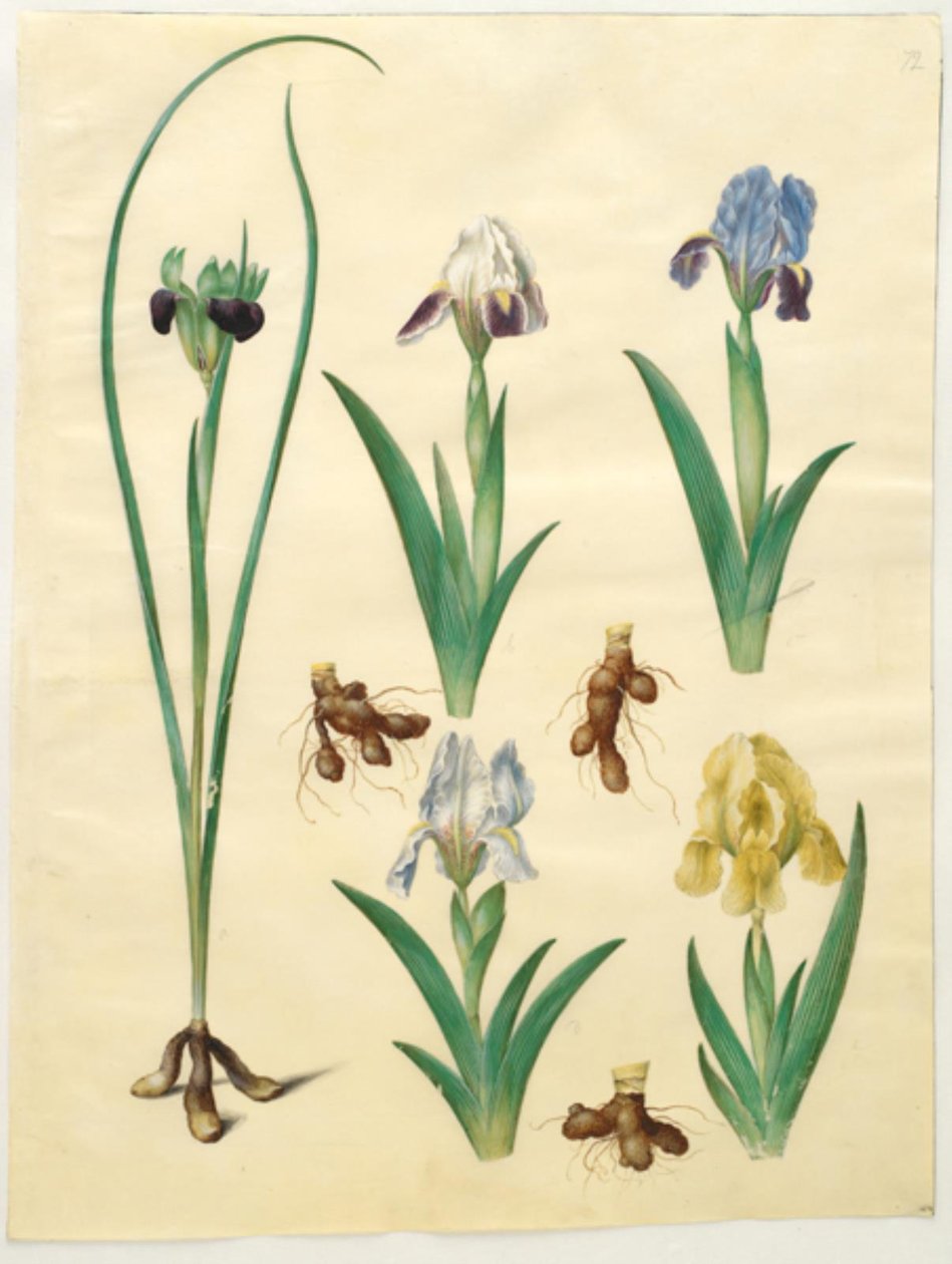 Hermodactylus tuberosus (إصبع هيرميس) ؛ Iris pumila (قزحية منخفضة) أو Iris lutescens (قزحية قزمية) بواسطة هانز سيمون هولتزبيكر
