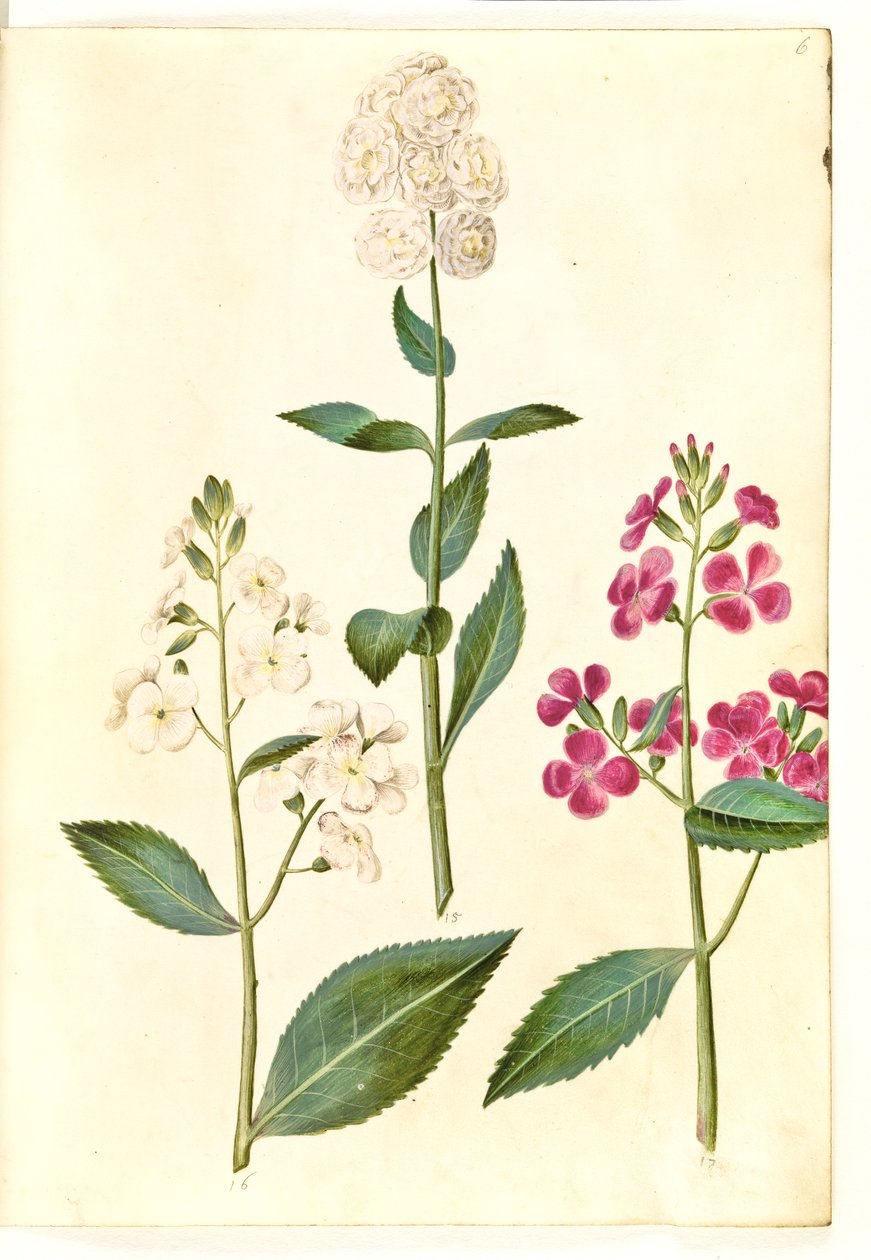Hesperis matronalis (نجمة المساء المشتركة) بواسطة هانز سيمون هولتزبيكر