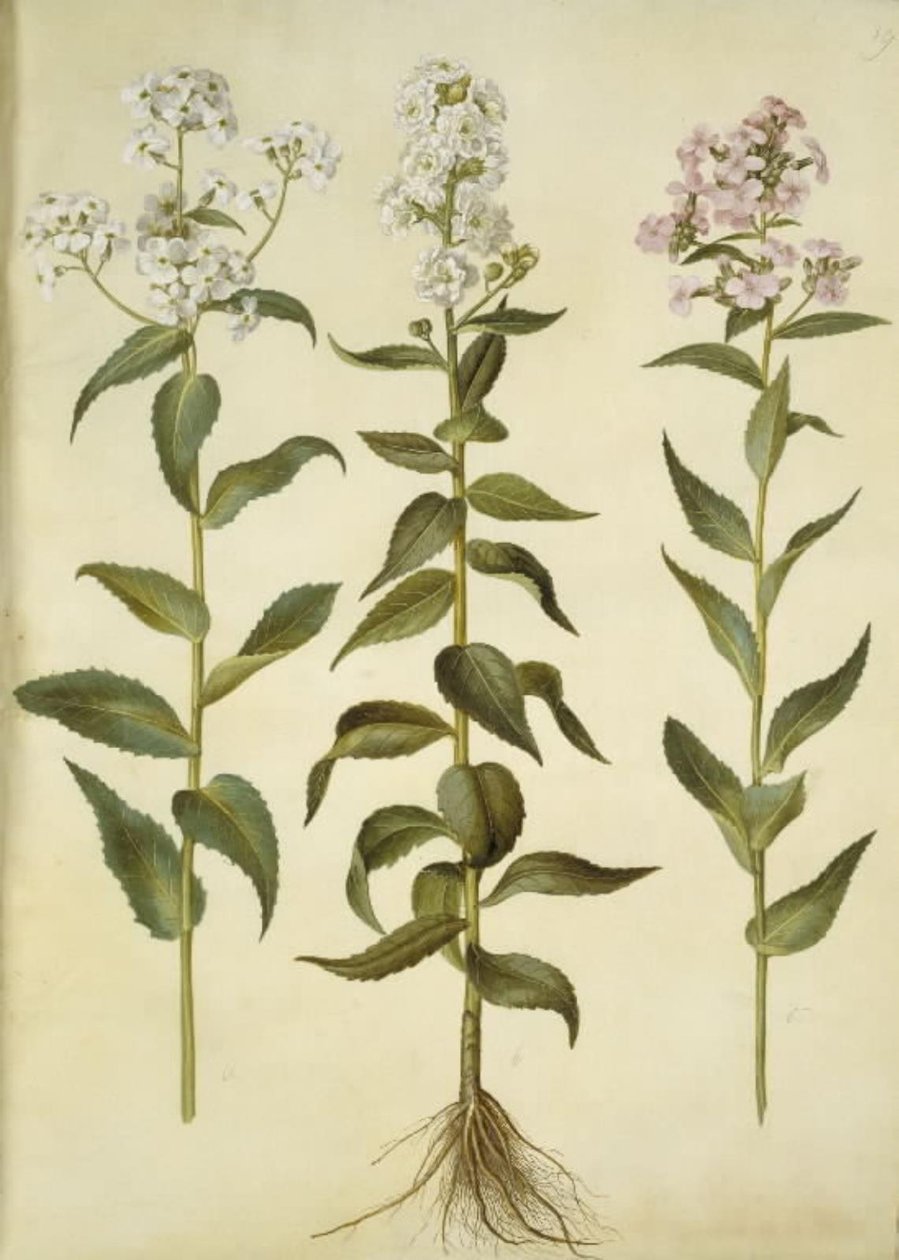 Hesperis matronalis (نجمة المساء المشتركة) بواسطة هانز سيمون هولتزبيكر