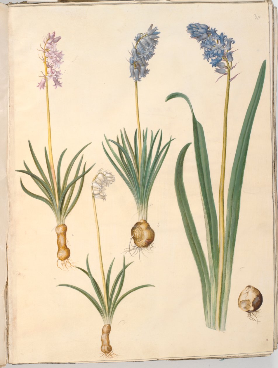 Hyacinthoides non-scripta (جرس شائع) ؛ Hyacinthoides hispanica (زهرة الجرس الاسبانية) بواسطة هانز سيمون هولتزبيكر